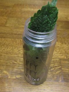 えごまの保存方法-レシピのメイン写真