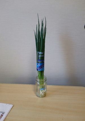 ネギの新鮮な保存-レシピのメイン写真