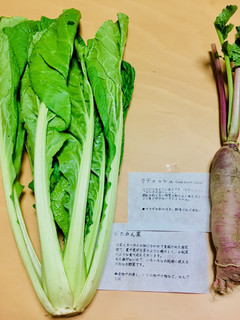 【横田農場】菜っ葉とラディッシュの浅漬け-レシピのメイン写真
