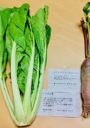 【横田農場】菜っ葉とラディッシュの浅漬け-レシピのメイン写真