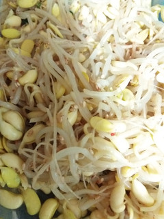 豆もやしのナムル-レシピのメイン写真
