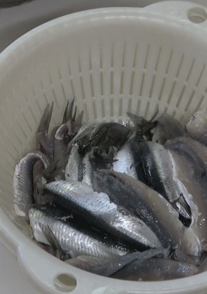 カタクチイワシの手開きの方法!-レシピのメイン写真