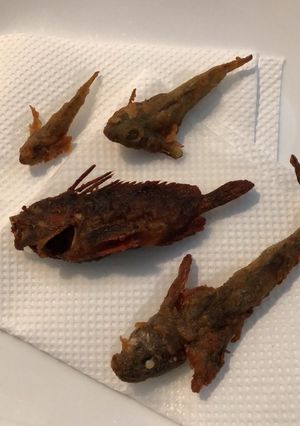 【有資格者向け】毒魚ハオコゼのから揚げ-レシピのメイン写真