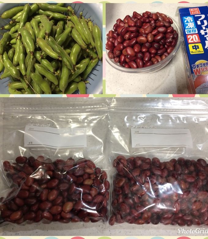 そら豆 良サヤがたっぷりとれる そら豆 千倉一寸 種子20粒（ソラマメ