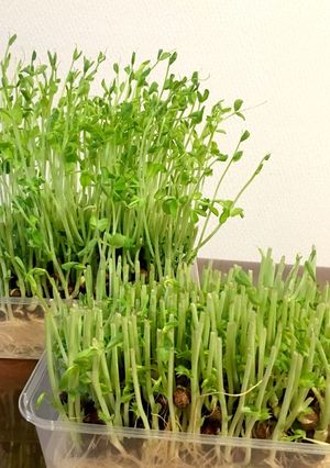 豆苗復活の割増法☆コツ教えます!-レシピのメイン写真