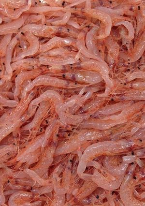 自家製釜揚げ桜海老-レシピのメイン写真