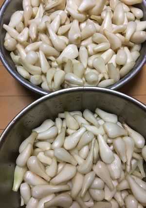 【簡単・楽】泥付きラッキョウを洗うには-レシピのメイン写真