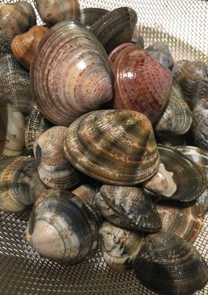 あさりの砂抜き 50℃洗いと通常方法-レシピのメイン写真