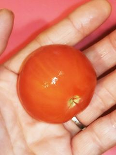 簡単☆キレイ☆ミニトマトの皮むき♪-レシピのメイン写真
