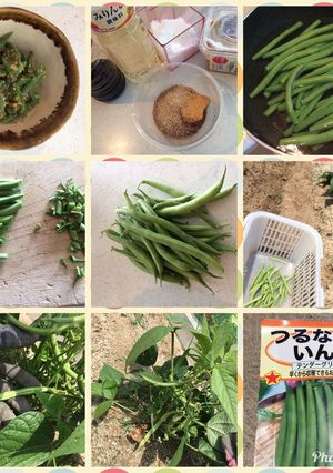 インゲン豆の胡麻味噌和え-レシピのメイン写真