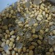 Home-Made もろみ味噌2008