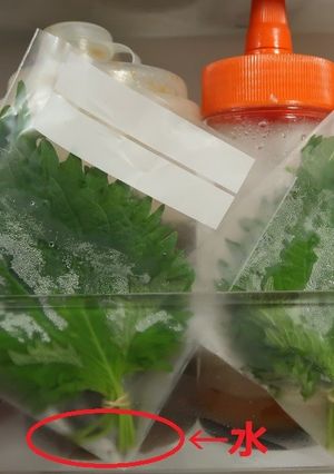 青しそ（大葉）の保存方法-レシピのメイン写真