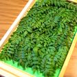 永久保存版「木の芽・山椒の新芽」冷凍保存