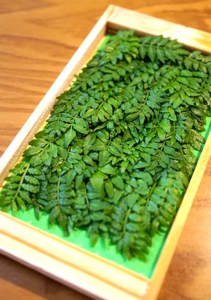 永久保存版「木の芽・山椒の新芽」冷凍保存-レシピのメイン写真