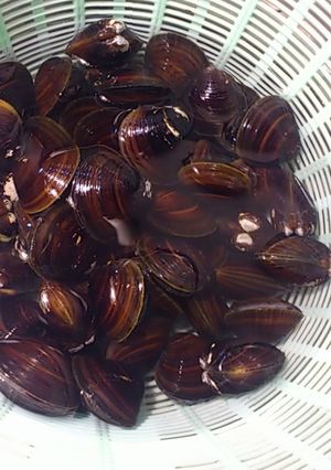 シジミの味噌汁-レシピのメイン写真