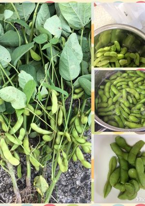 枝豆の塩茹で-レシピのメイン写真