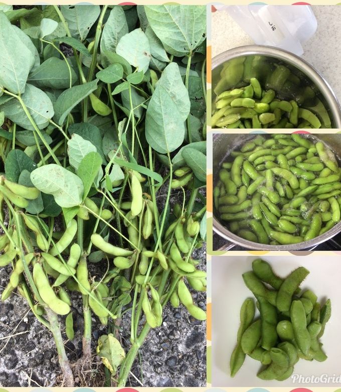 枝豆の塩茹で by aki3684 【クックパッド】 簡単おいしいみんなの