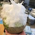 簡単 自家製 かき氷シロップ
