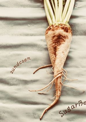 食育・WSに【手作り甜菜糖】-レシピのメイン写真