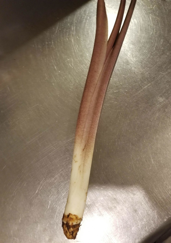 【野菜ソムリエ】ずいきの下処理-レシピのメイン写真