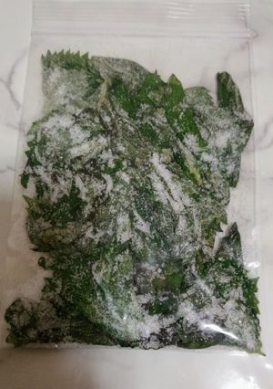 大葉の塩漬け保存 保存袋使用で塩少量-レシピのメイン写真