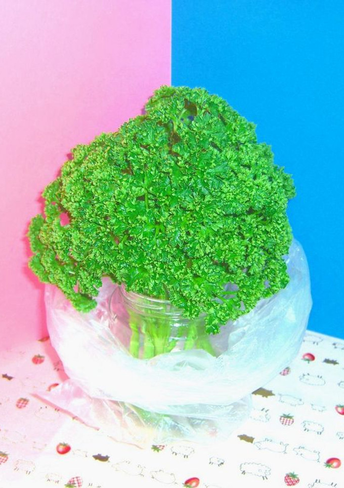 ☆パセリを長持ちさせよう～♪（保存法）-レシピのメイン写真