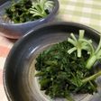 刻み空心菜とおかかのちゃちゃっと和え