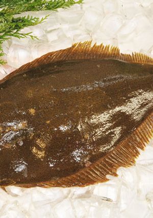 ヒラメ・カレイのさばき方-レシピのメイン写真
