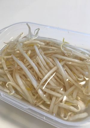 もやしの保存-レシピのメイン写真
