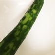 【ズボラ】きゅうりのトゲの取り方!!