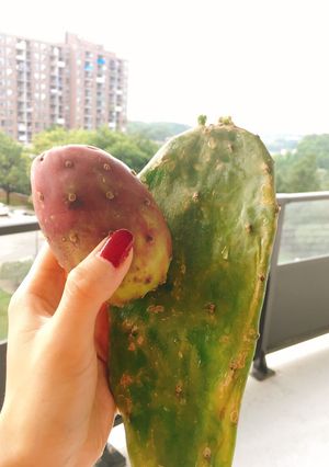 食用サボテンの調理方法 メキシカン-レシピのメイン写真