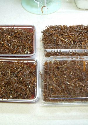 いかなごのくぎ煮-レシピのメイン写真