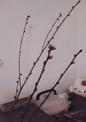 鶏ニラ炒め♪-レシピのメイン写真
