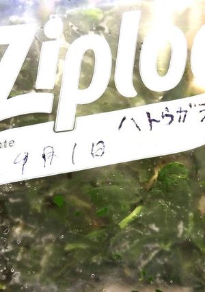 葉唐辛子の冷凍保存-レシピのメイン写真