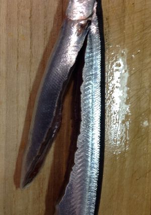 秋刀魚のお刺身☆無駄なし超簡単な捌き方-レシピのメイン写真