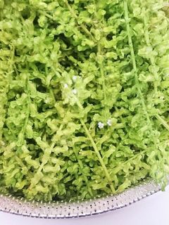 しその実 基本のあく抜き-レシピのメイン写真