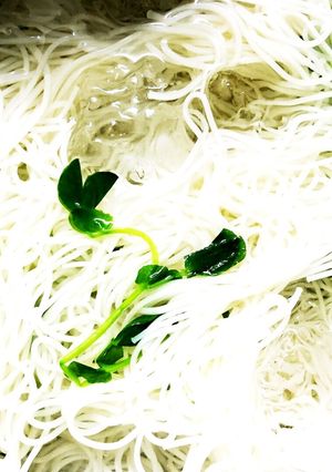 妊婦さんにオススメ豆苗素麺-レシピのメイン写真
