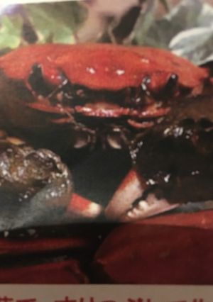 川カニの塩茹で-レシピのメイン写真
