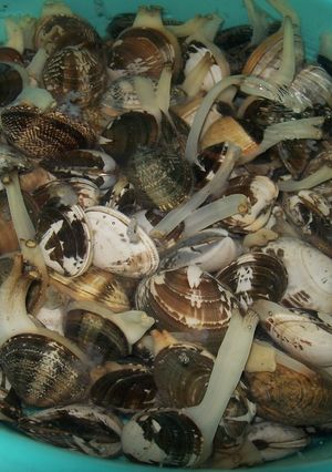 あさりの砂抜き ☆ 海水がなくてもＯＫ！-レシピのメイン写真