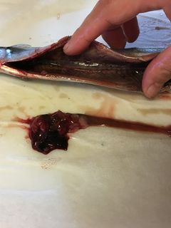 ハサミで超簡単!秋刀魚の下処理-レシピのメイン写真