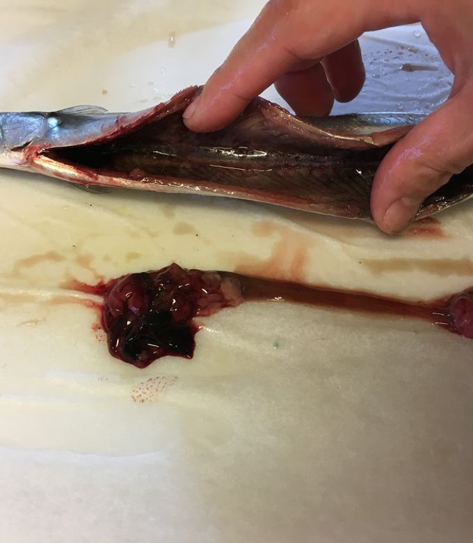 ハサミで超簡単！秋刀魚の下処理-レシピのメイン写真