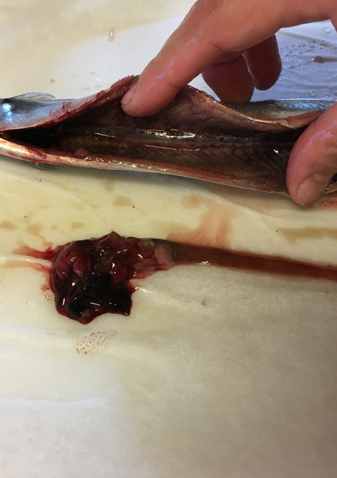 ハサミで超簡単！秋刀魚の下処理-レシピのメイン写真