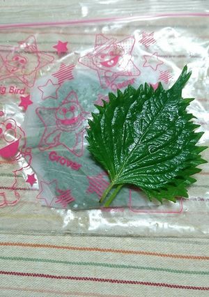 大葉の保存法！-レシピのメイン写真