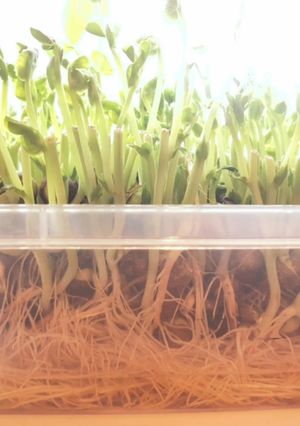 お得な豆苗の正しい育て方-レシピのメイン写真