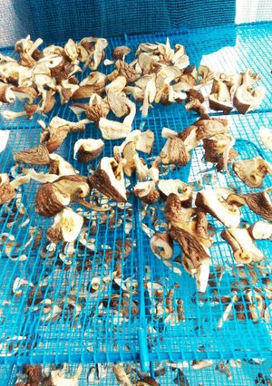 使いやすい干し椎茸　自家製-レシピのメイン写真