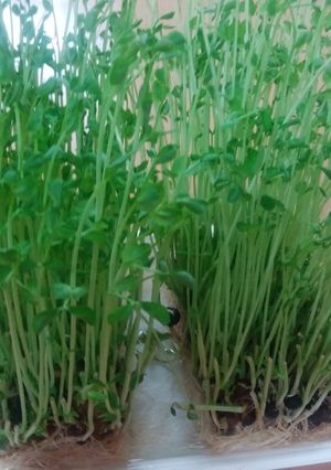 豆苗を育ててお料理に使っちゃおう！-レシピのメイン写真