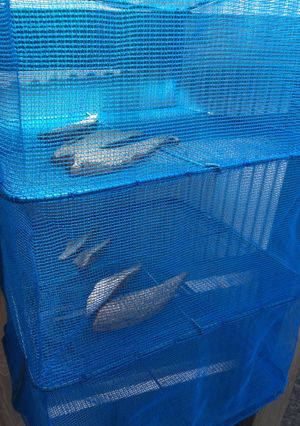 醤油干し(干物)作り方-レシピのメイン写真