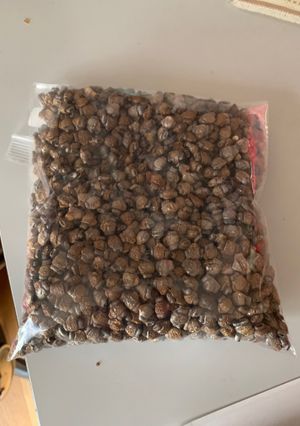 烏瓜から王瓜子を作る-レシピのメイン写真