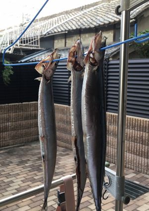 秋刀魚の一夜干し-レシピのメイン写真