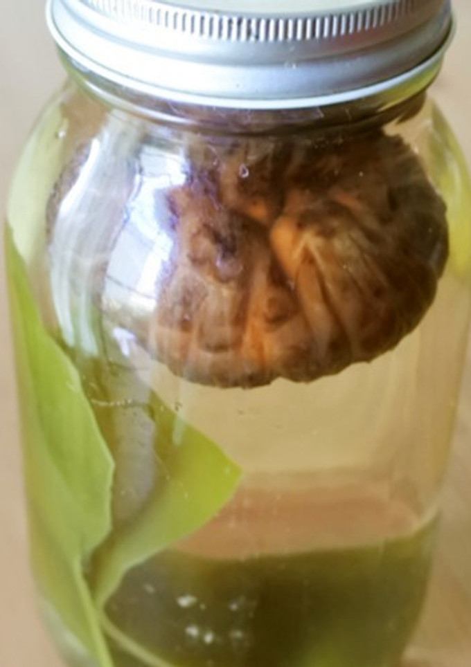 昆布と椎茸の簡単お出汁-レシピのメイン写真